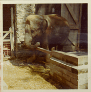 elephant at Chester zoo